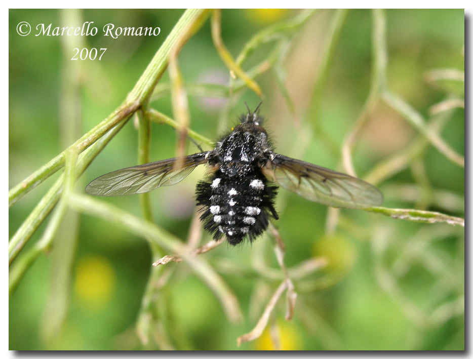 Album di ditteri fotografati in Sicilia nel 2007